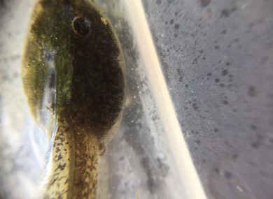 Tadpole eyes