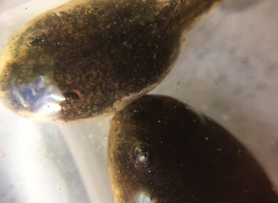 2 tadpoles facing