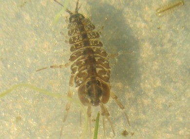 Bug in pool closeup