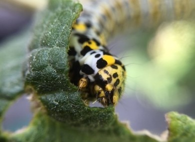 Caterpillar 1