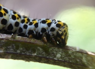 Caterpillar 3