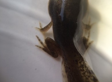 Froglet 1
